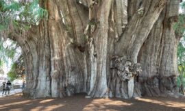 Indigenous Archaeological Days, and Mezcal